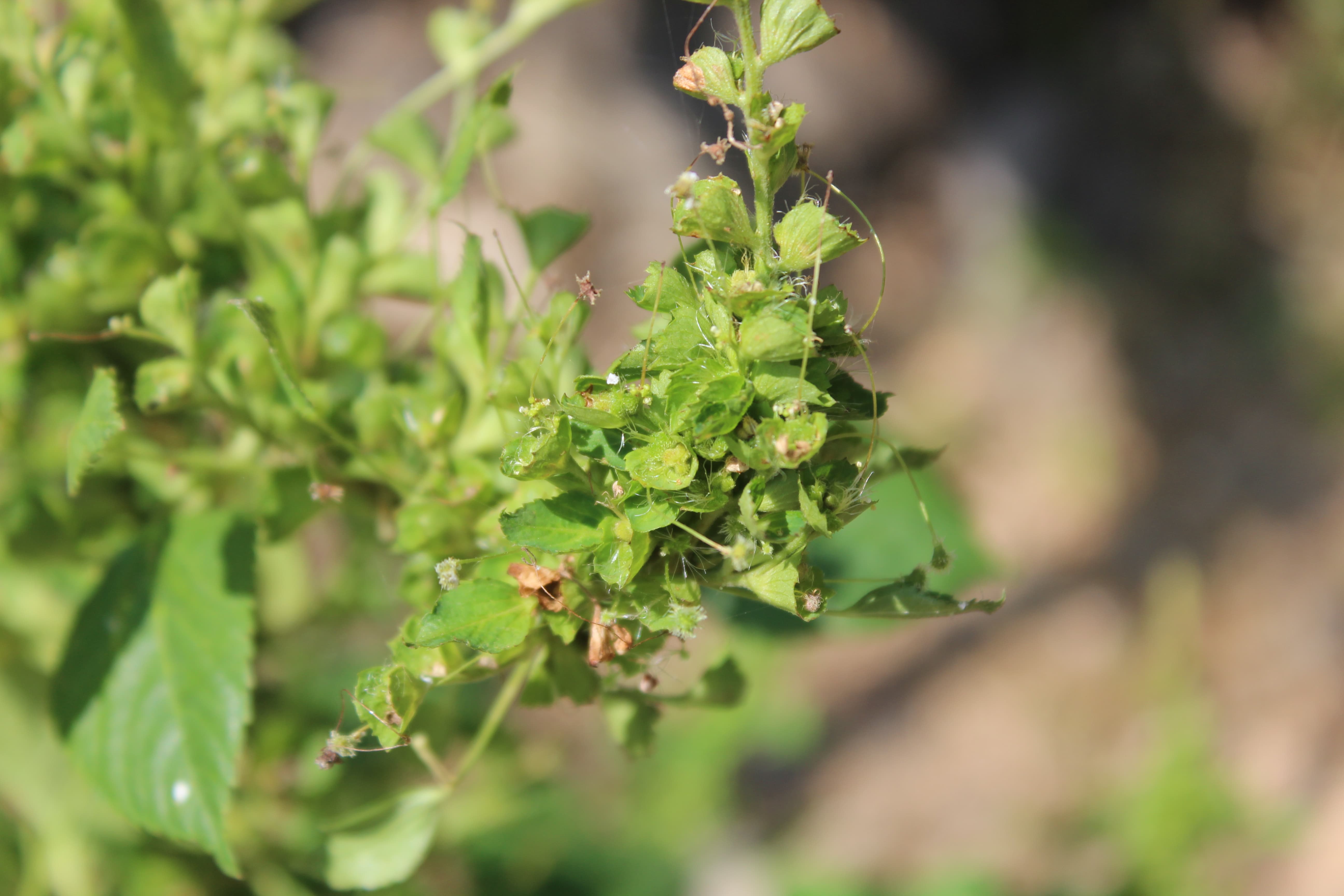 Plant Image